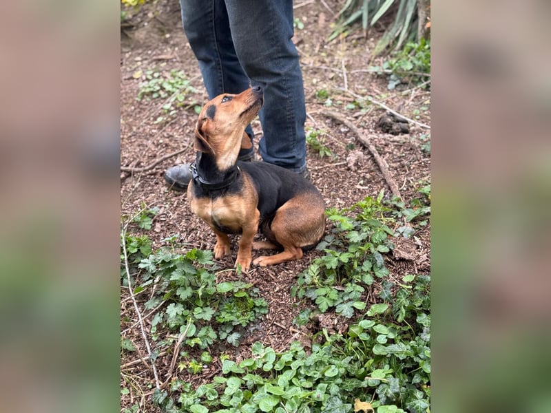 Ich heiße Kira ... Pflegestelle in 48249 Dülmen