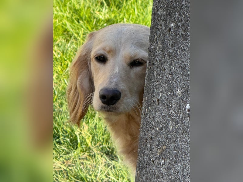 Loreal, Langhaardackel-Mix, Pflegestelle in 48249 Dülmen