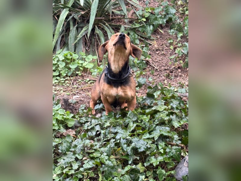 Ich heiße Kira ... Pflegestelle in 48249 Dülmen