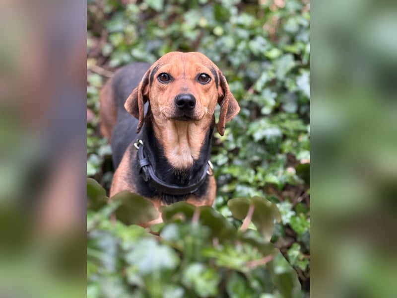 Ich heiße Kira ... Pflegestelle in 48249 Dülmen