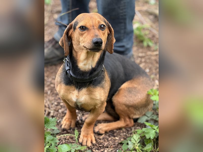 Ich heiße Kira ... Pflegestelle in 48249 Dülmen