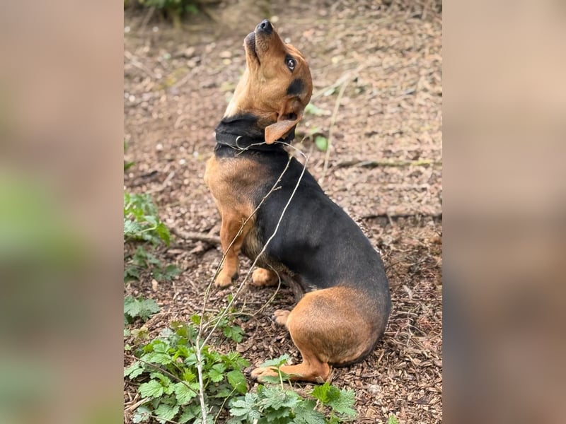 Ich heiße Kira ... Pflegestelle in 48249 Dülmen