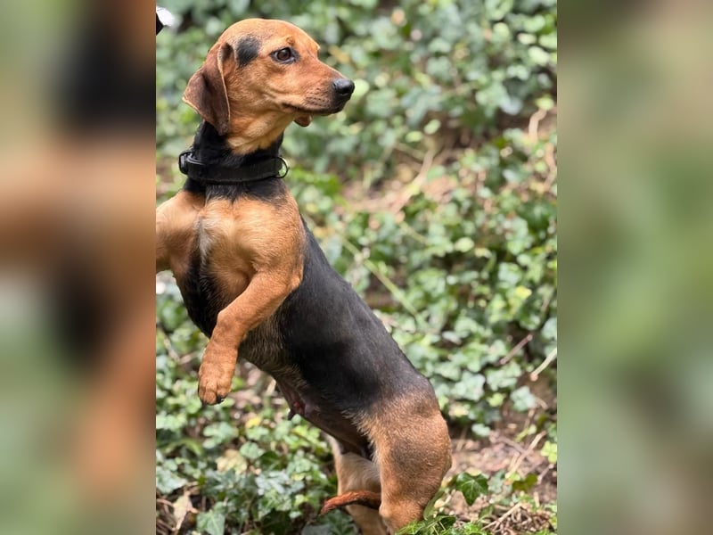 Ich heiße Kira ... Pflegestelle in 48249 Dülmen