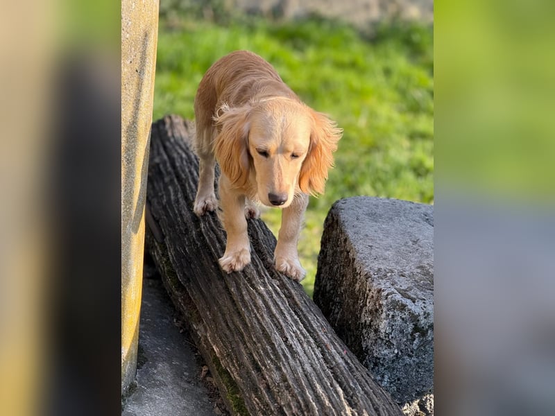 Loreal, Langhaardackel-Mix, Pflegestelle in 48249 Dülmen