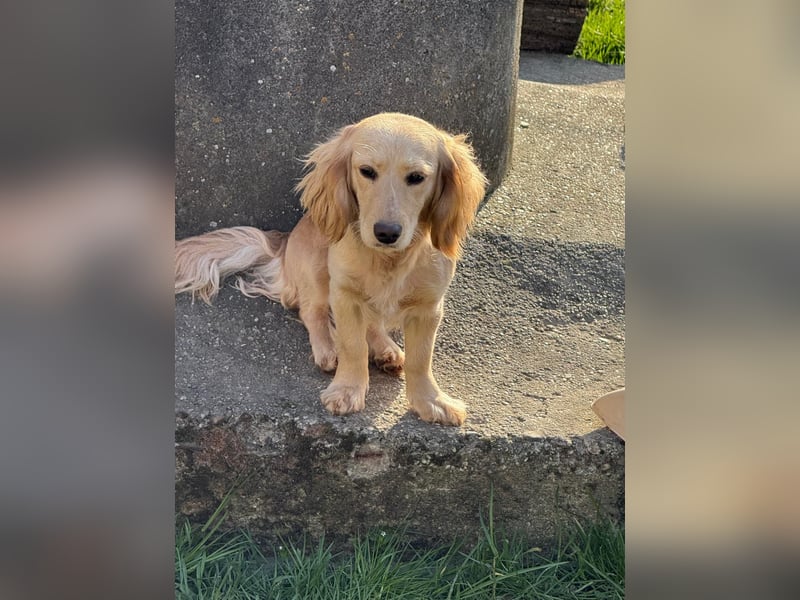 Loreal, Langhaardackel-Mix, Pflegestelle in 48249 Dülmen