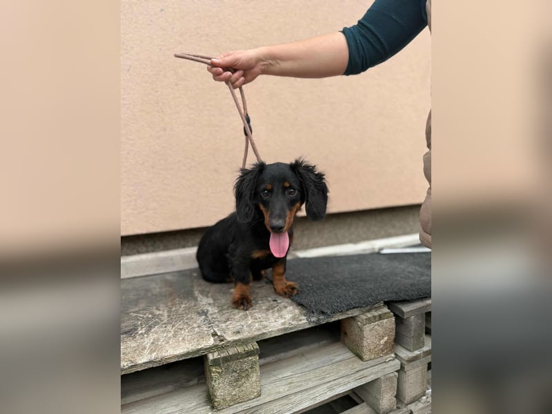 Borso, geboren 16.04.2025, 26cm sucht seine Menschen