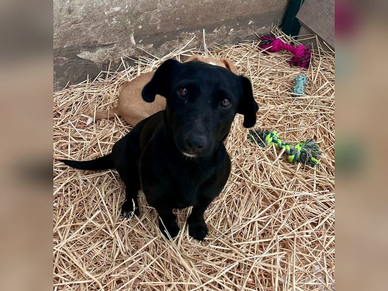 Penny, geboren 17.01.2023, 31cm sucht warmes Zuhause