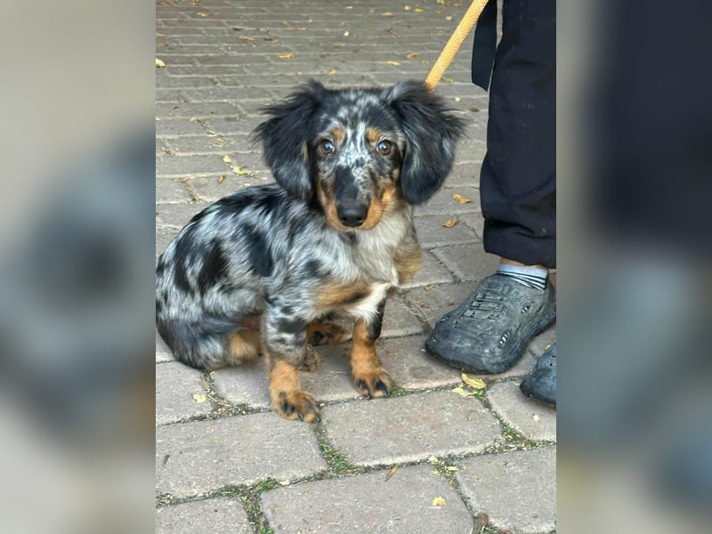 Benji, geboren 10.06.2025, 28cm sucht sein Plätzchen