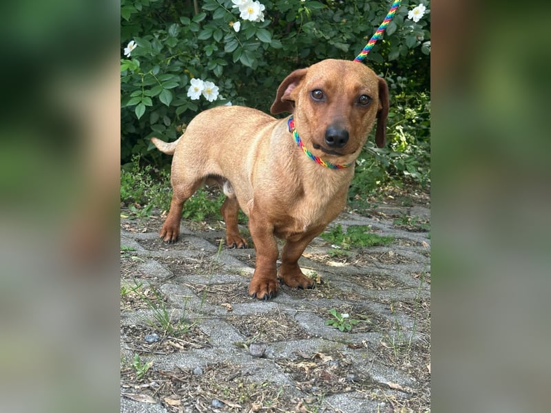 Pepe, 1 Jahr, 27cm sucht sein Glück