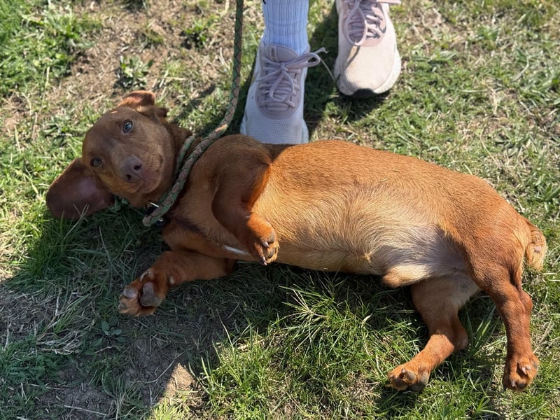 Pavarotti, geboren 01.03.2024, 28cm sucht seine Menschen