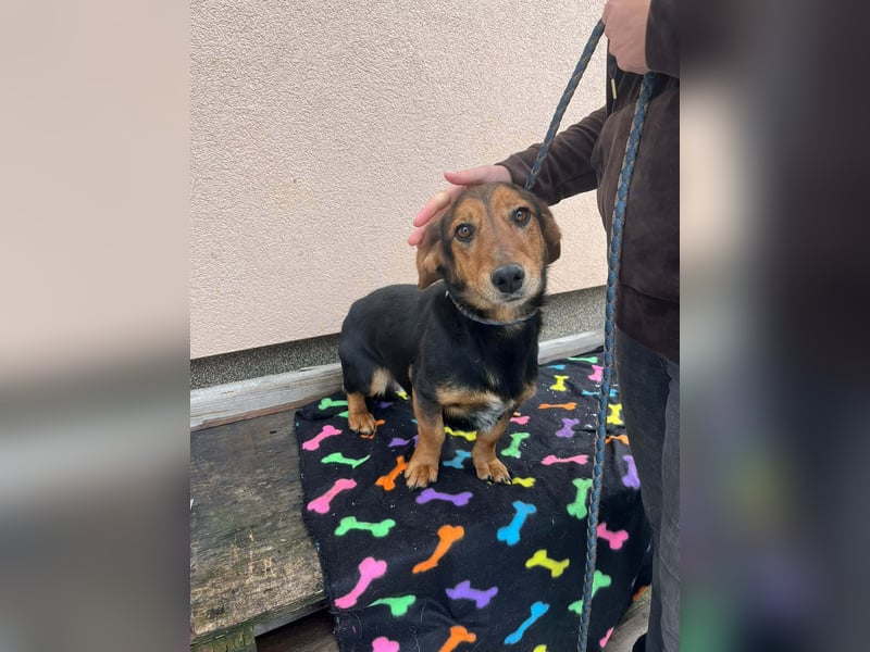 Muki, geboren 2023, 34cm sucht sein Zuhause