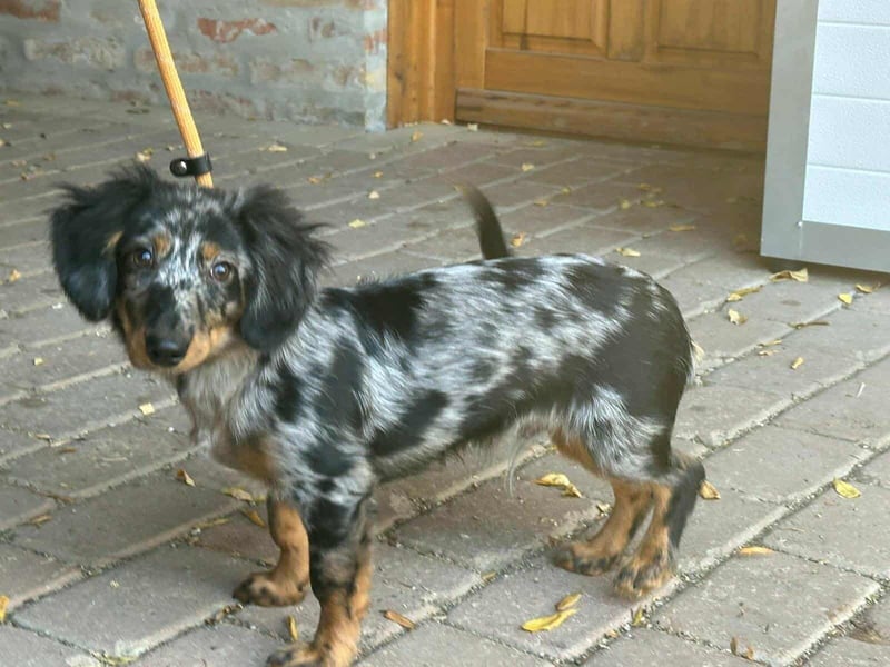 Benji, geboren 10.06.2025, 28cm sucht sein Plätzchen