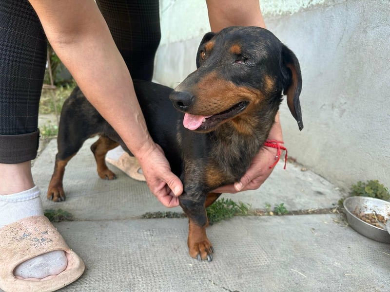 Klaus, geboren 14.02.2025, 30cm sucht sicheres Zuhause