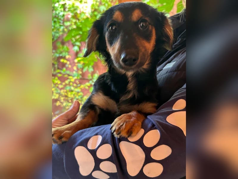 Zsanna, 8 Monate, 26cm sucht ihre Menschen