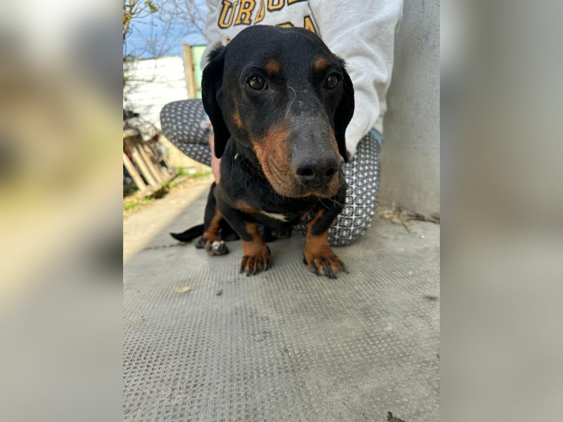 Bobi, geboren 10.07.2014, 30cm sucht seinen Platz