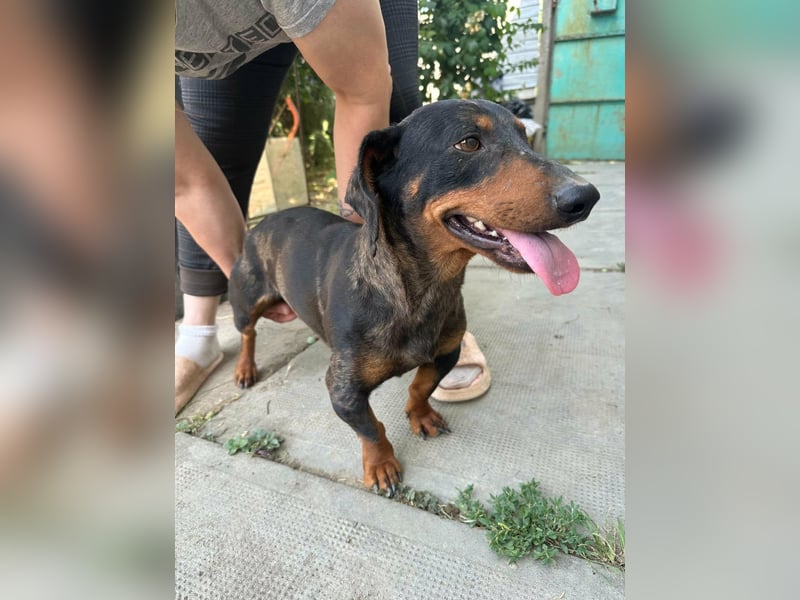 Klaus, geboren 14.02.2025, 30cm sucht sicheres Zuhause