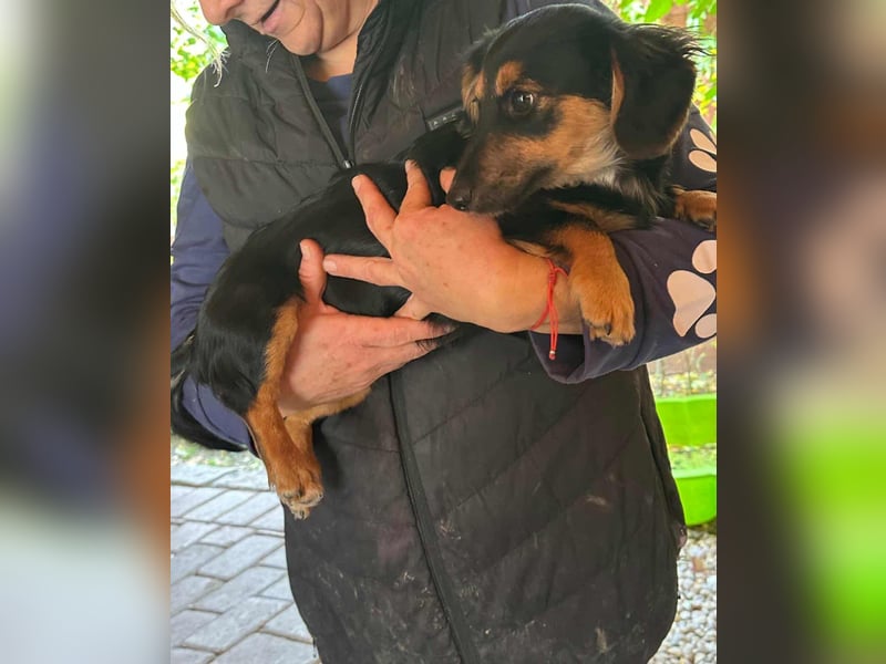 Zsanna, 8 Monate, 26cm sucht ihre Menschen