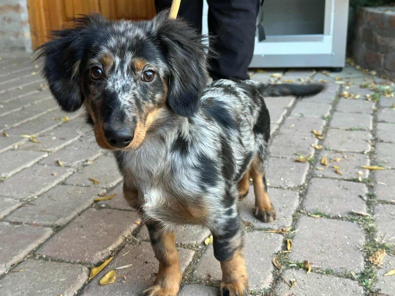 Benji, geboren 10.06.2025, 28cm sucht sein Plätzchen