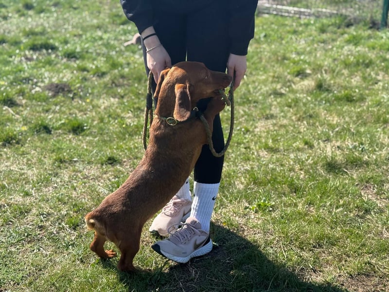 Pavarotti, geboren 01.03.2024, 28cm sucht seine Menschen