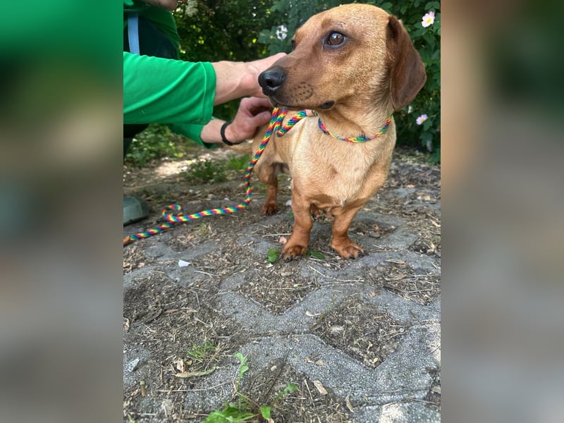 Pepe, 1 Jahr, 27cm sucht sein Glück
