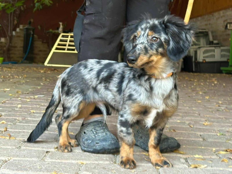Benji, geboren 10.06.2025, 28cm sucht sein Plätzchen