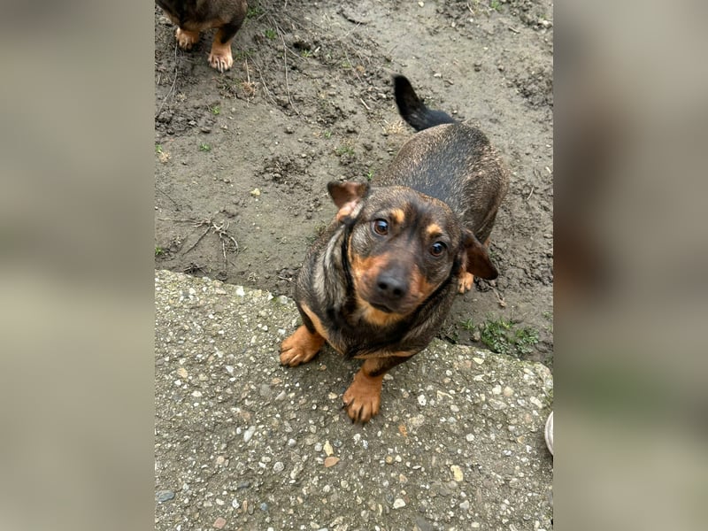 Corinna, geboren 07.06.2024, 30cm sucht ihr Glück