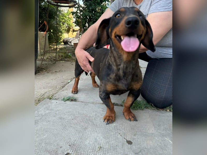 Klaus, geboren 14.02.2025, 30cm sucht sicheres Zuhause