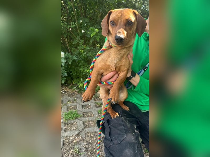 Pepe, 1 Jahr, 27cm sucht sein Glück