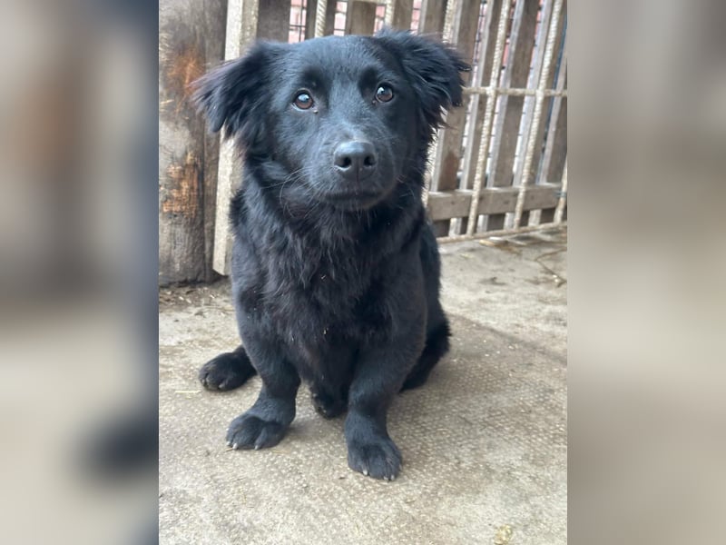 Blacky, geboren 01.04.2025, 40cm sucht geduldiges Zuhause