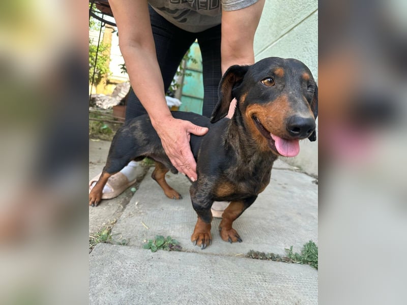 Klaus, geboren 14.02.2025, 30cm sucht sicheres Zuhause