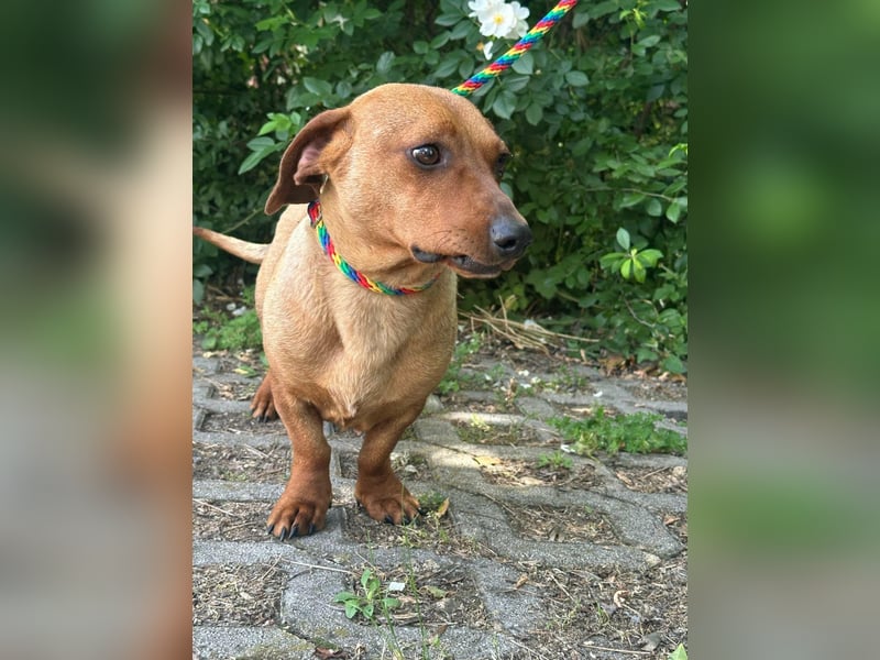 Pepe, 1 Jahr, 27cm sucht sein Glück