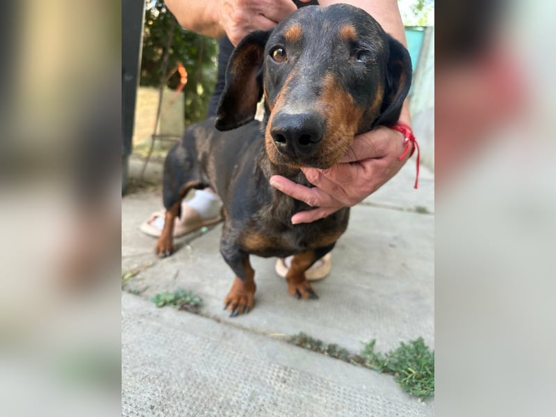 Klaus, geboren 14.02.2025, 30cm sucht sicheres Zuhause