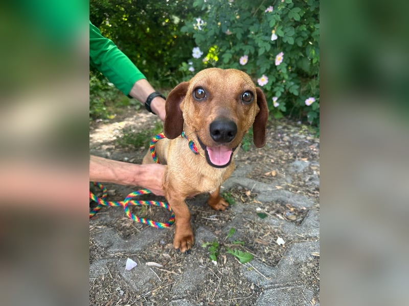 Pepe, 1 Jahr, 27cm sucht sein Glück