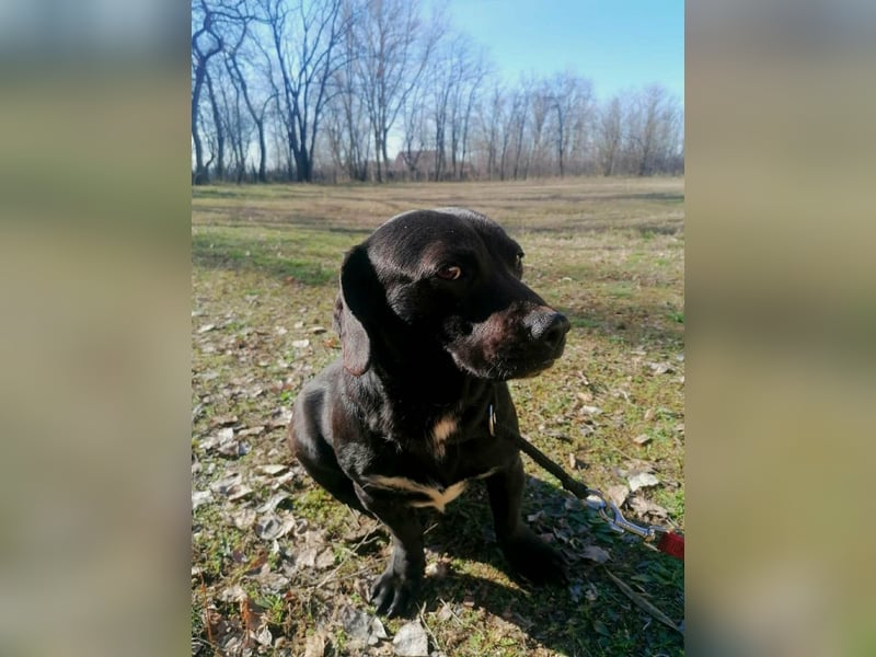 Brooklyn, geboren 01.11.2021, 32cm sucht sein Zuhause