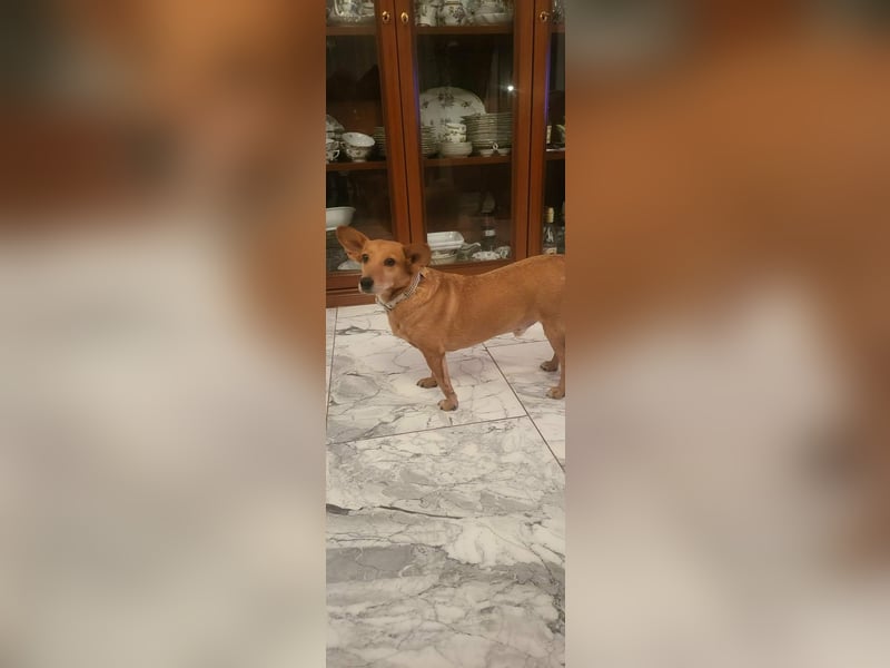 Rex, geboren 17.03.2020, 32cm sucht sein Menschen