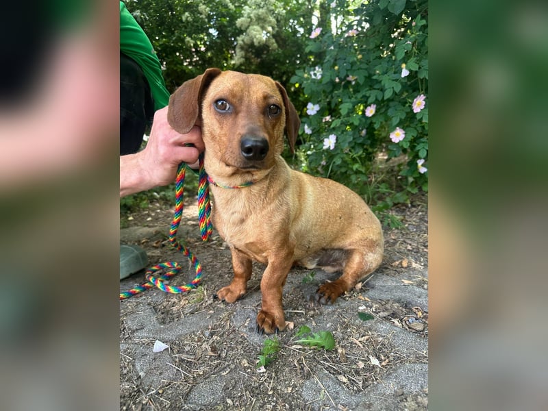 Pepe, 1 Jahr, 27cm sucht sein Glück