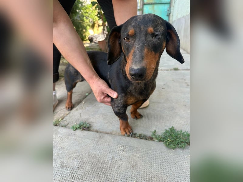 Klaus, geboren 14.02.2025, 30cm sucht sicheres Zuhause