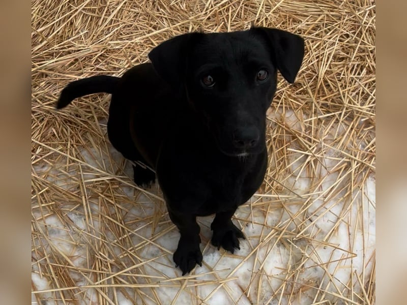 Penny, geboren 17.01.2023, 31cm sucht warmes Zuhause