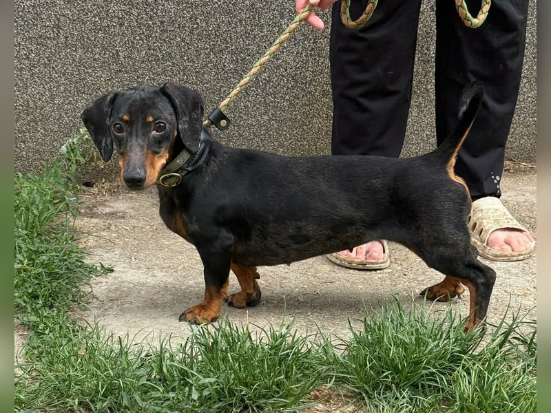Vanilla, geboren 10.02.2023, 27cm sucht ihr Zuhause