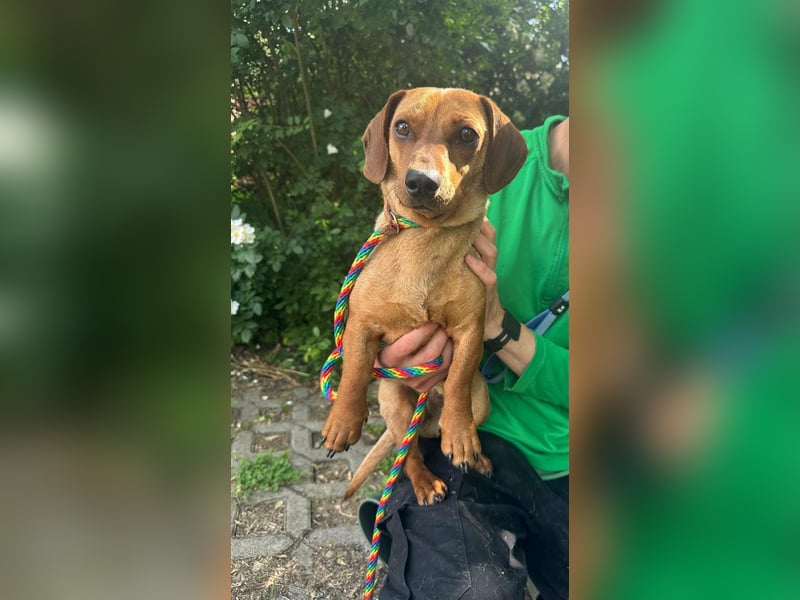 Pepe, 1 Jahr, 27cm sucht sein Glück