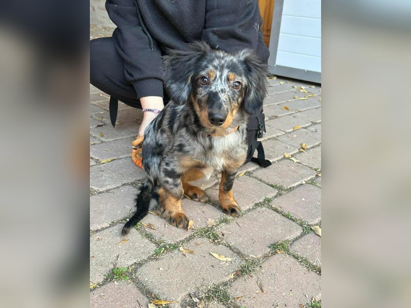 Benji, geboren 10.06.2025, 28cm sucht sein Plätzchen