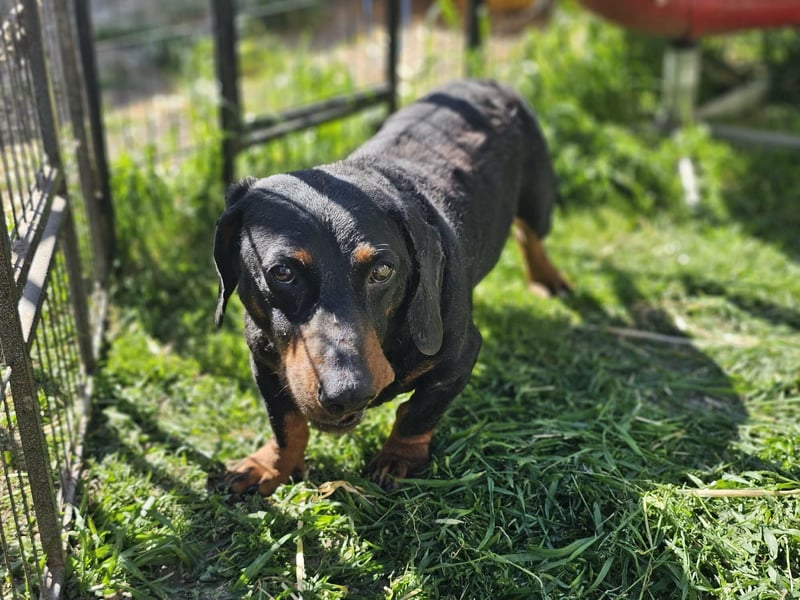Bobi, geboren 10.07.2014, 30cm sucht seinen Platz