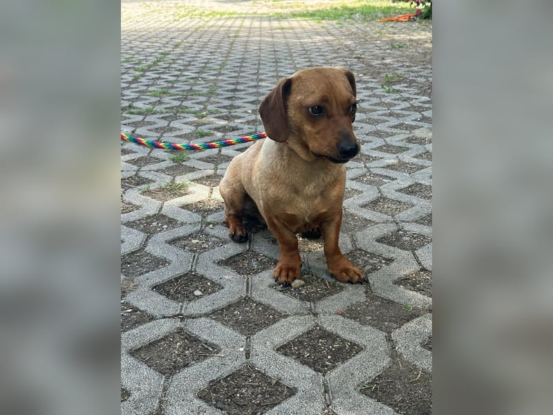 Pepe, 1 Jahr, 27cm sucht sein Glück