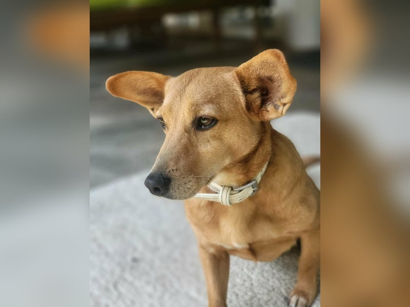 Rex, geboren 17.03.2020, 32cm sucht sein Menschen