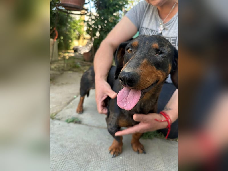 Klaus, geboren 14.02.2025, 30cm sucht sicheres Zuhause