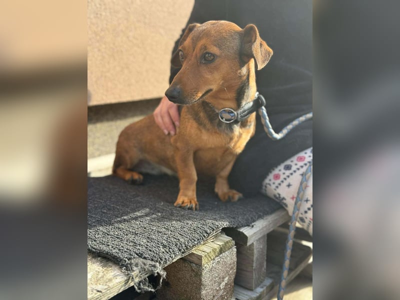 Suzy, geboren 01.01.2024, 27cm sucht ihre Menschen