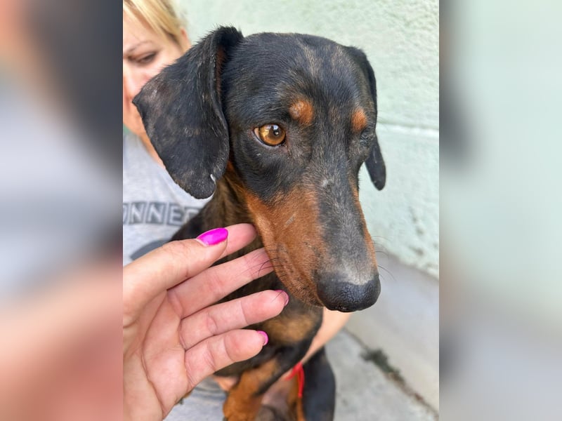 Klaus, geboren 14.02.2025, 30cm sucht sicheres Zuhause