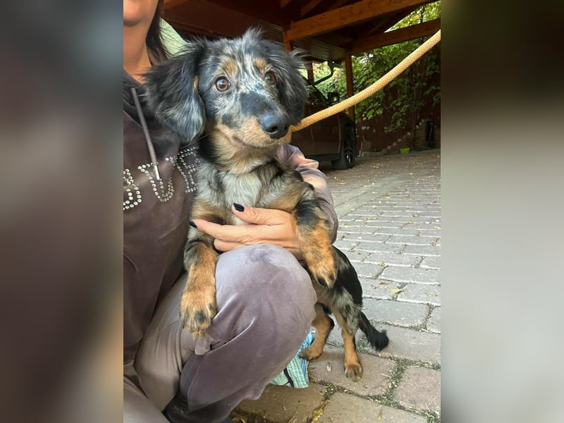 Benji, geboren 10.06.2025, 28cm sucht sein Plätzchen