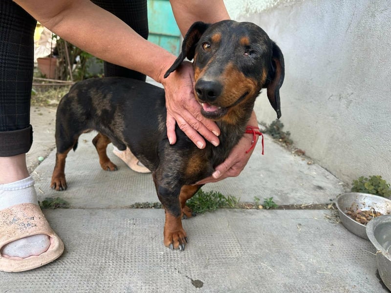 Klaus, geboren 14.02.2025, 30cm sucht sicheres Zuhause