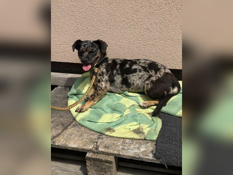 Harley, geboren 01.08.2025, 28cm sucht ihr Herz-Zuhause